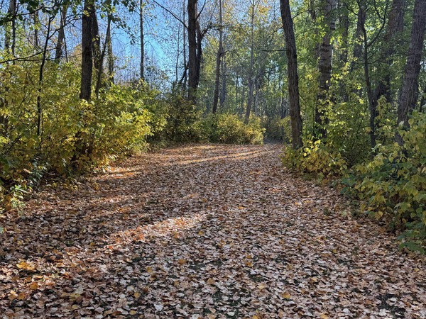 A little later a carpet of leaves covers the trail