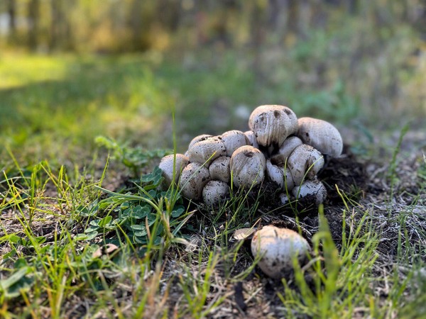 Mushrooms - Poop - 'Nuf Said