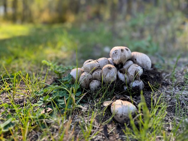 Mushrooms - Poop - 'Nuf Said