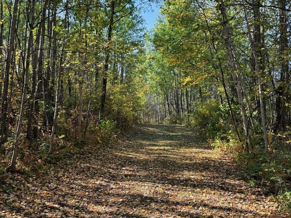 I just love leafy trails bathed in light and shadow