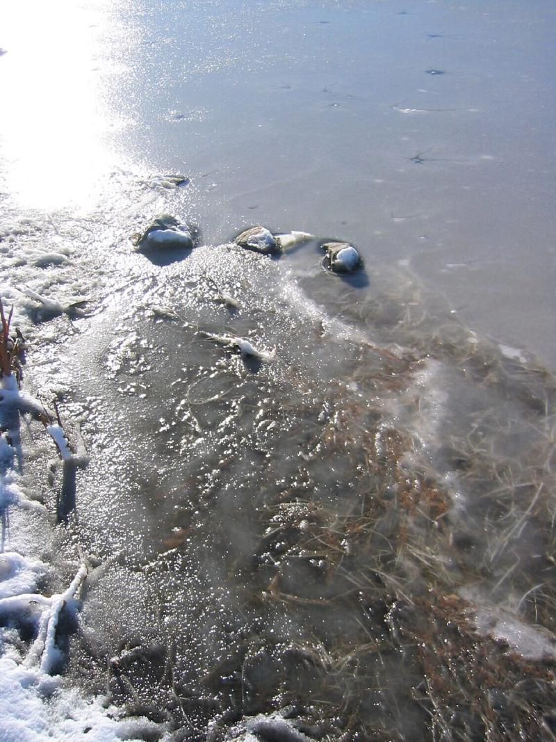 Once thriving grass now frozen solid in winter ice.