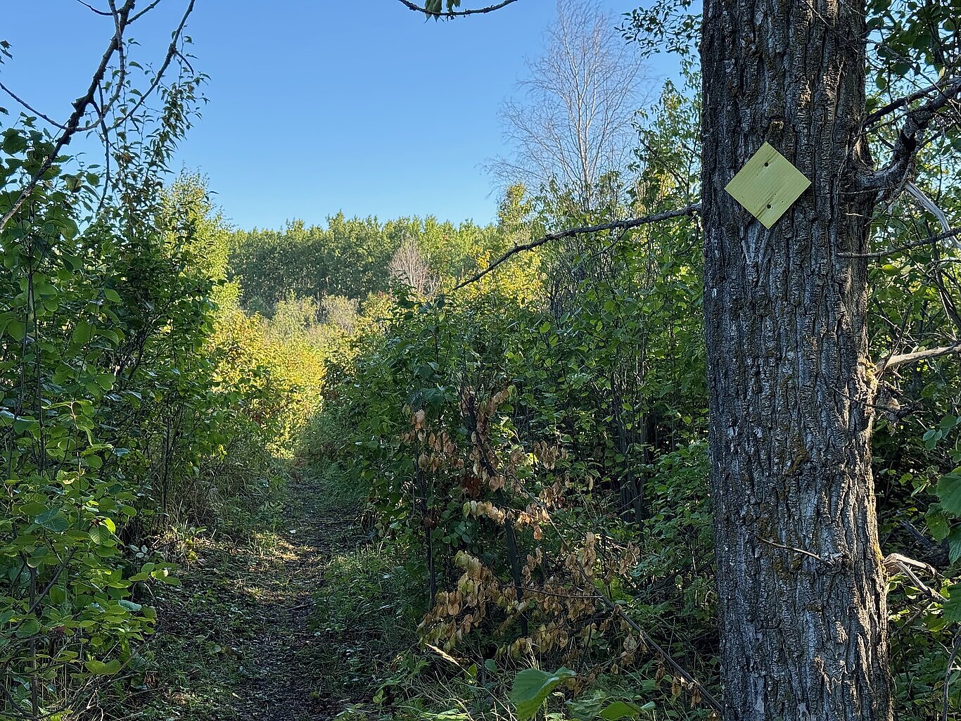 A Waskahegan Trail Yellow Marker