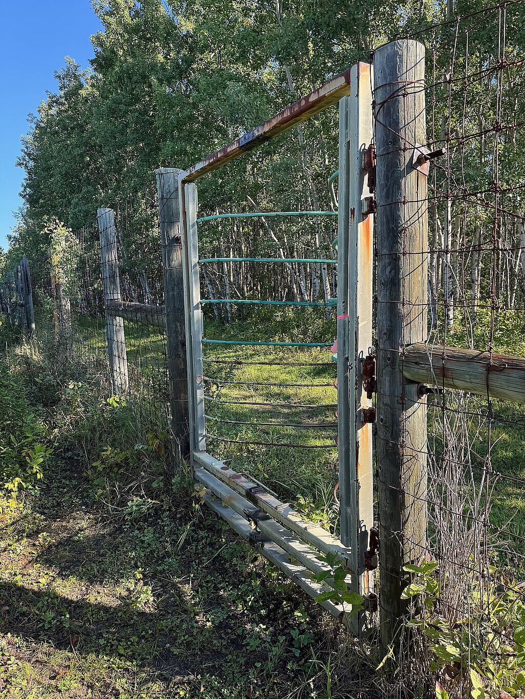 An ungulate gate - lLarge lnimals can enter, but can't exit