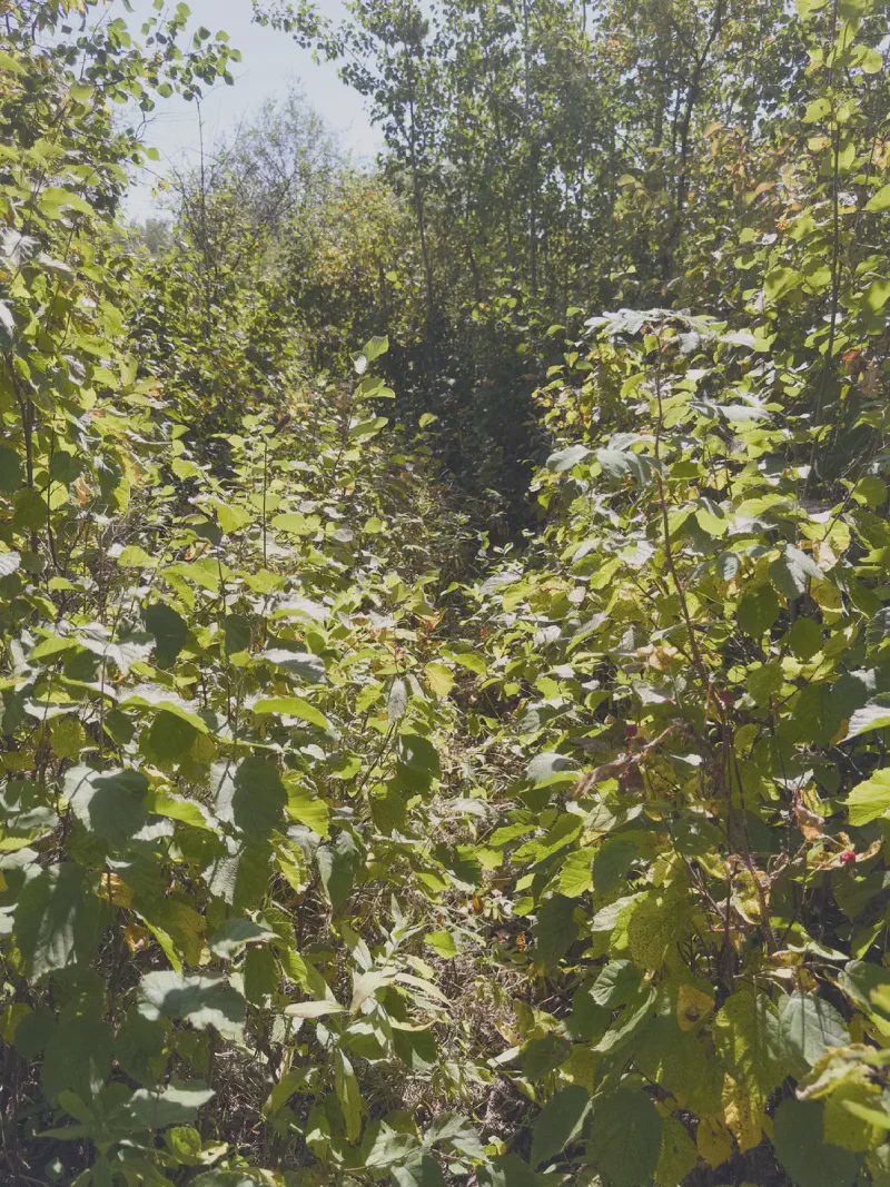 No this isn't a random shot of the bush; it's what most of the trail looked like today
