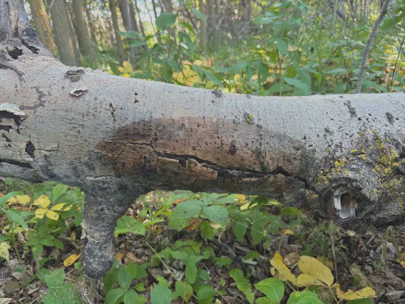A sweat mark left after I sat against a log for a while
