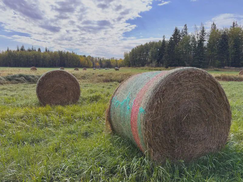 Hay bales both near and far
