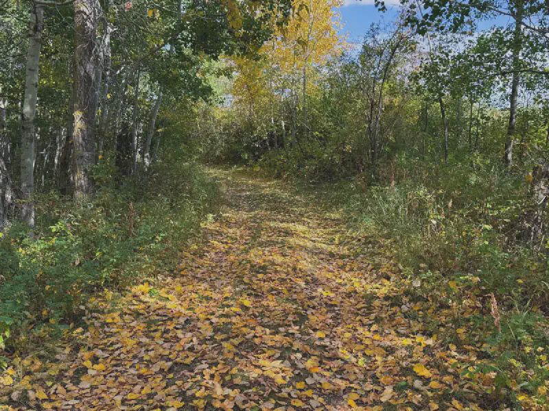 Mid-September leaves already carpet the U of A Access Road