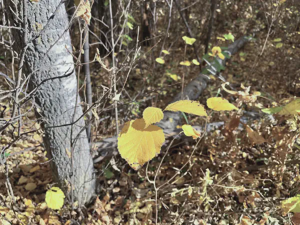 Hike in the Northern Section of the Ministik