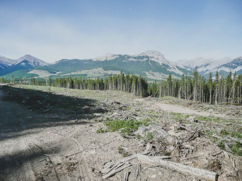 My first glimpse of the "tree soup" logged out area