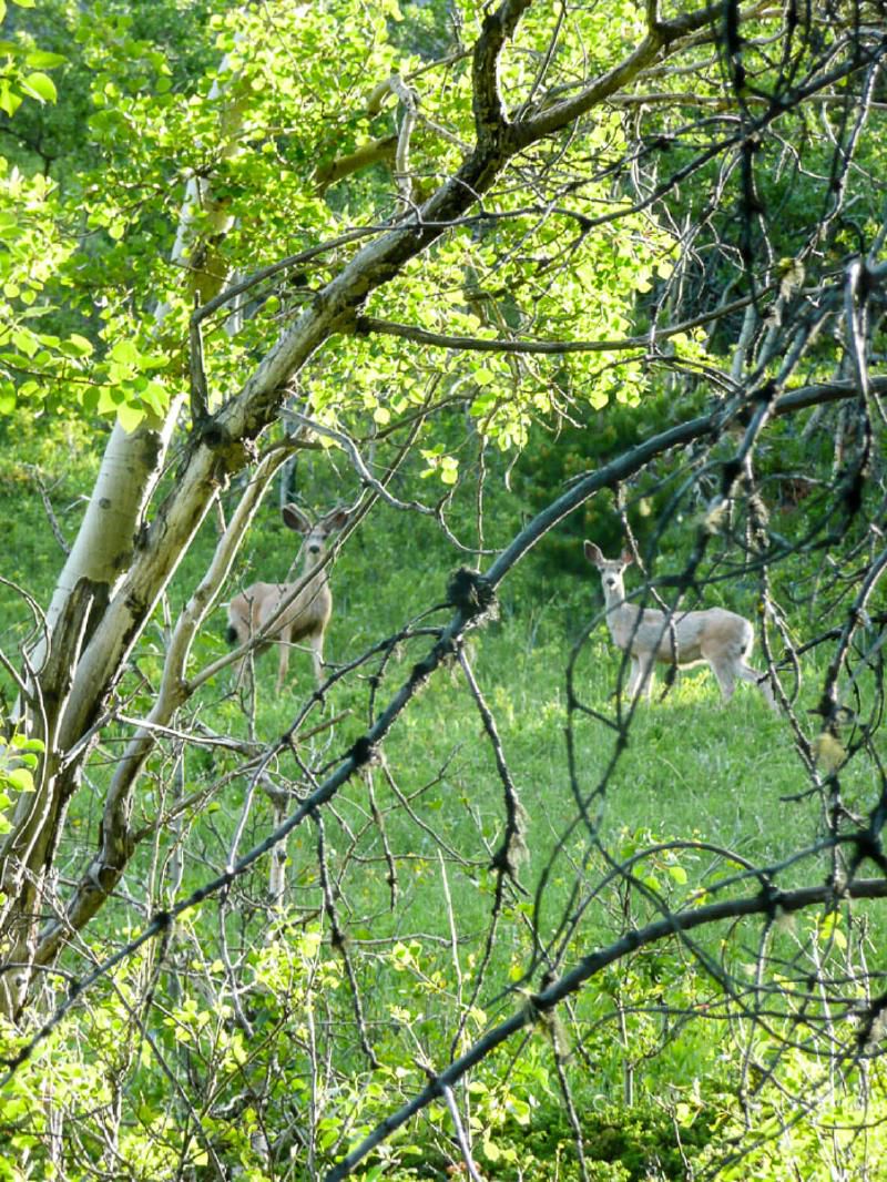 What's this? A human is barging right through our living room!