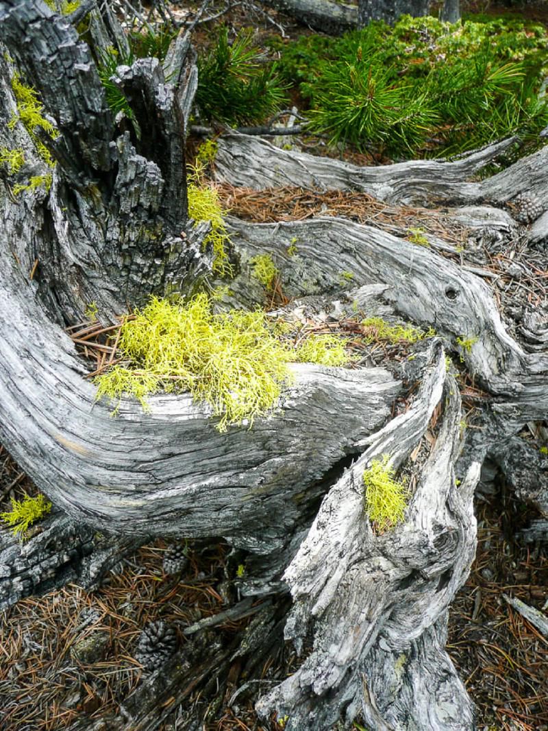 Sprays of lichen in a river of wood