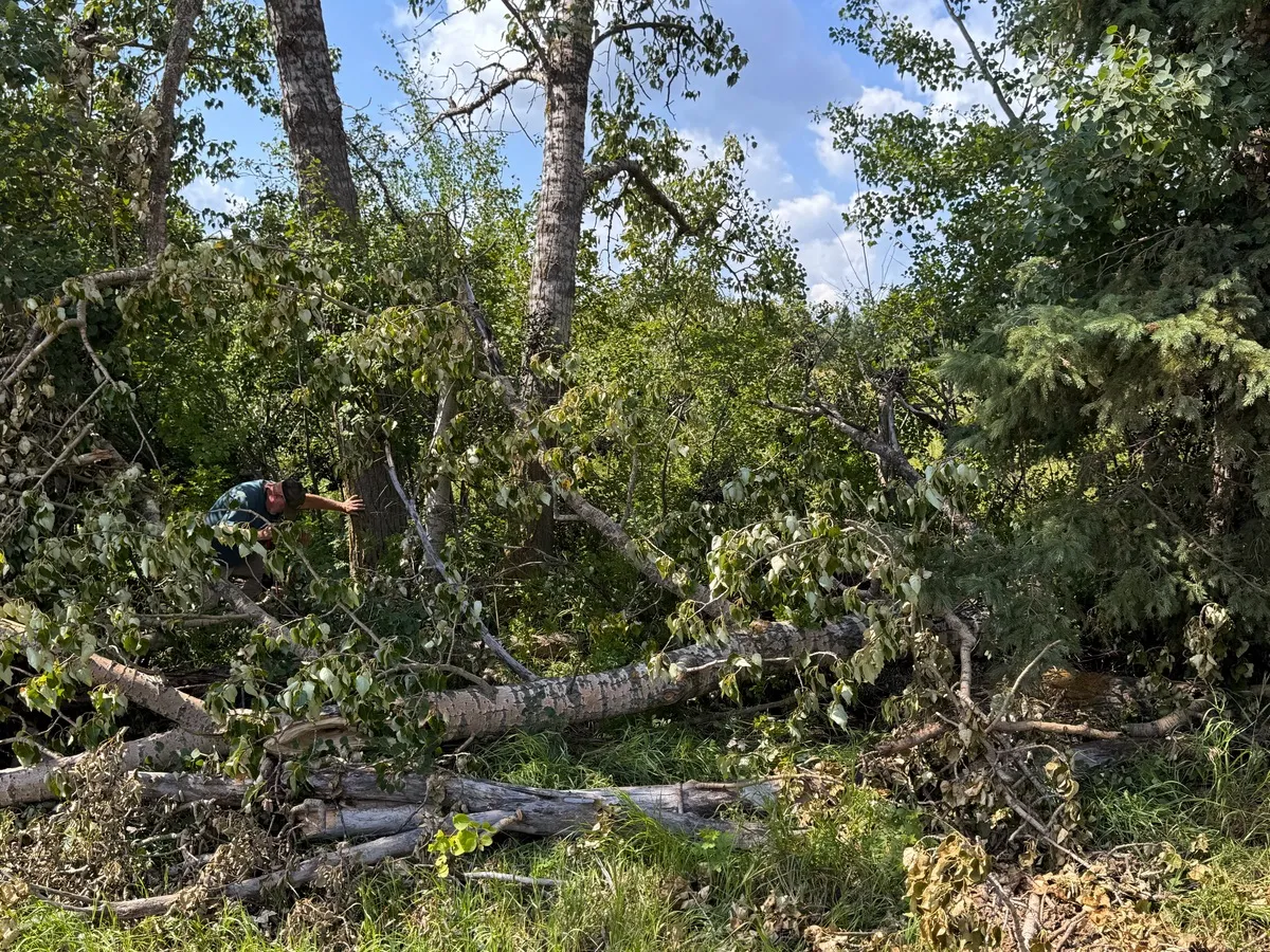 An example of the large poplar deadfall in the ditch. If you want, with this picture you can play a game of not 'Where's Waldo?, but 'Where's Hugh?'.