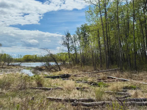 Ministik Hike to Explore Trails Northeast of Mandy Lake