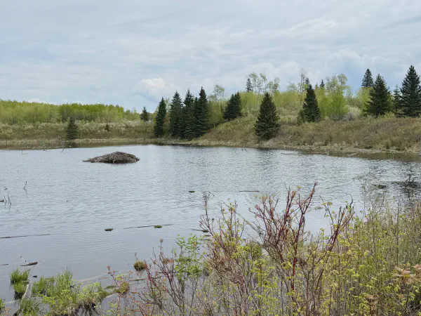 Ministik Geocaching Hike North of 510 and South to Deadfall Alley