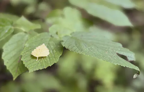 Nature Does Some Clever Magic Tricks