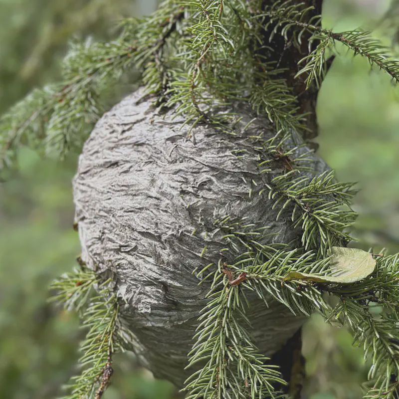 A very cool, thankfully abandoned, wasp nest. They built their nest completely surrounding the spruce twigs