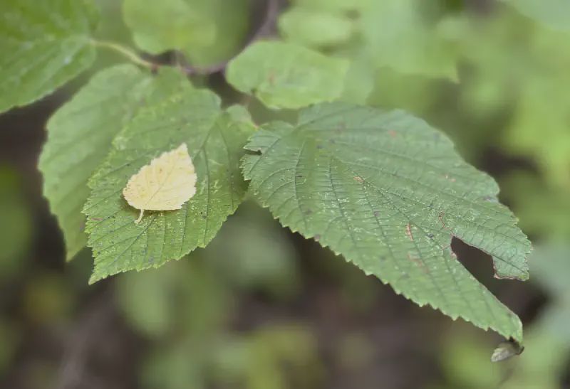 Wasn't it nice of that big green leaf to catch the tiny orange leaf on the way down?