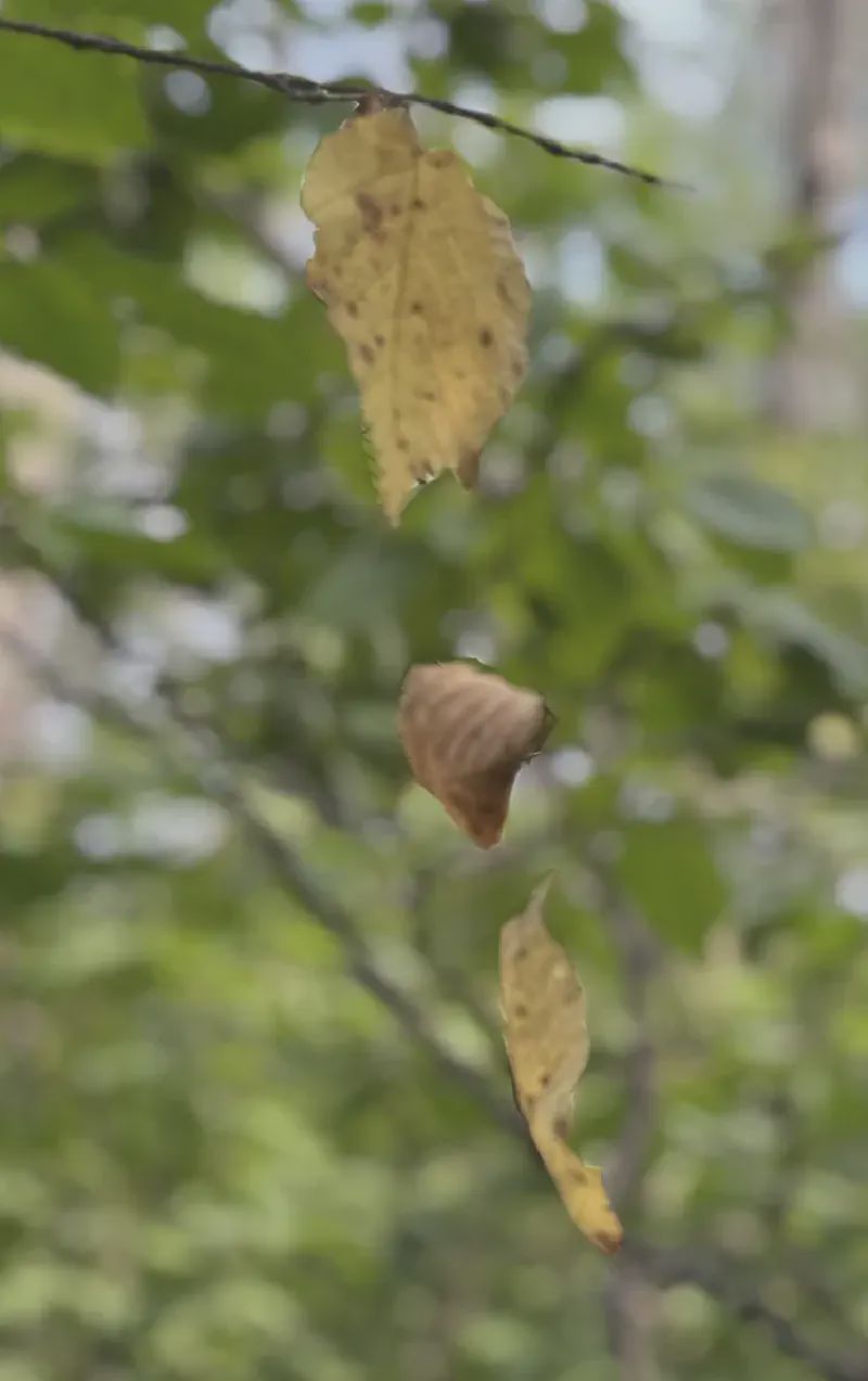 The focus on this one is a little off, but it looks like the dead leaf in the middle was hovering in mid air! It was a spider's web doing the heavy lifting of course.