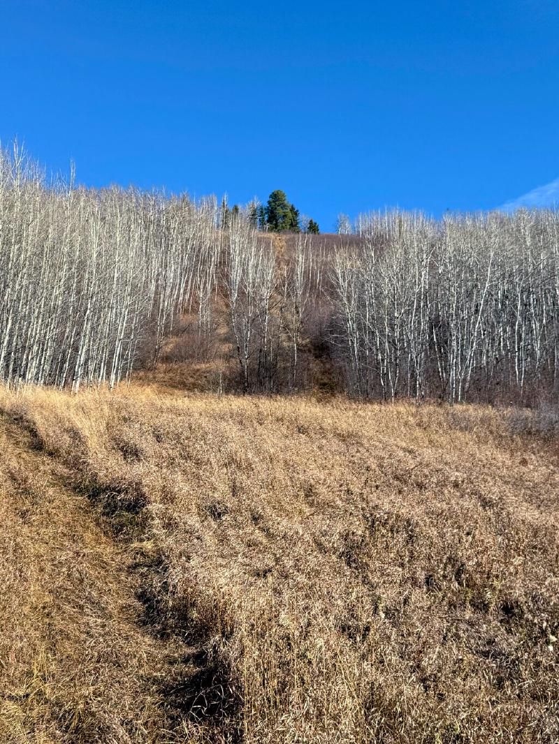 THE hill - the picture does NO justice to the sheer vertical slope of this thing