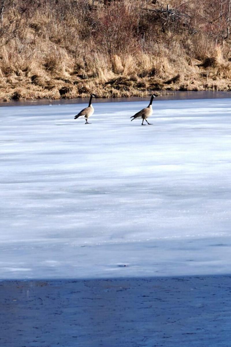 Two geese a grousing at my arrival