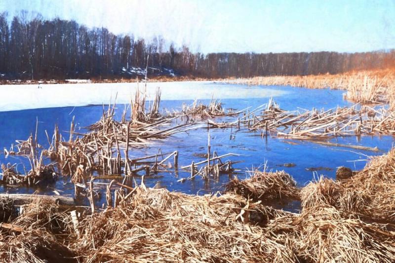 The Mandy Lake shoreline rendered with a “sidewalk chalk” filter