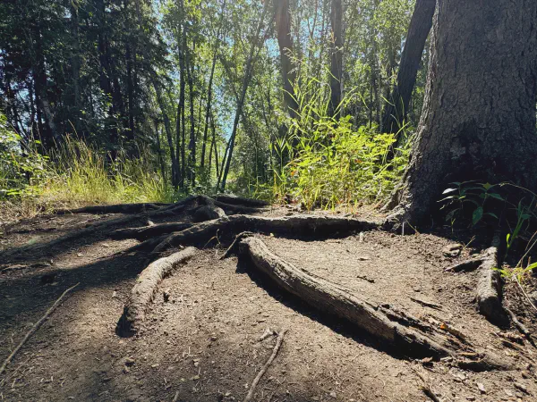 A Short Hike Along Mtn Bike Trails East of Goldstick Park
