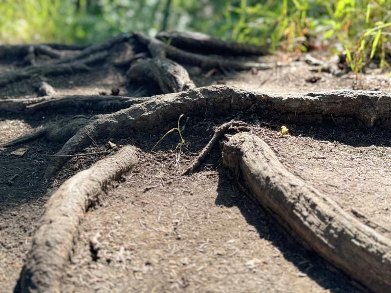 The substantial roots snaking across the trail