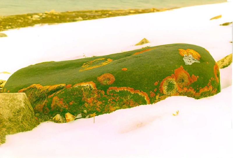 On the tundra, any colour catches your eye.